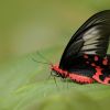 Antrophaneura semperi_MG_0120