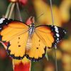 Danaus chrysippus IMG_0713