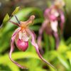 phragmipedium9576M.JPG