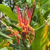 Hedychium.jpeg
