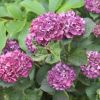 Hydrangea macrophylla ´Brunette´ (1)