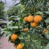 citrusy-7