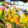 jarni_Flora_Olomouc (1)