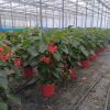 Begonia x tuberhybrida k17 8591665405191