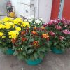 Chrysanthemum Solinea, miska 19cm 8591665310303