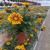Gazania dekorační 1,5 litr 8591665415046