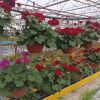 Pelargonium hyb. Calliope závěs 25 cm 8591665435167