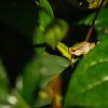 vecerni_provazeni_zaba_2021_2_D6A0173