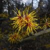 Hamamelis mollis - vilín měkký