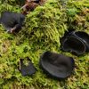 Šumava_Pseudoplectania melaena