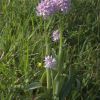 Orchis tridentata, Vstavac Lisky_R.Rybkova