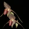 Paphiopedilum rotschildianum_R