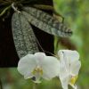 Phalaenopsis philippinensis_R