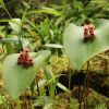 Pleurothallis marthae_R