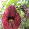 Aristolochia gigantea - kopie