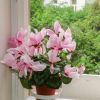 Cyclamen persicum hybrid2