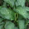 Dieffenbachia amoena