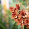 BZ HMP_orchideje_výstava_2021 (2)