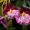 BZ HMP_orchideje_výstava_2021_3