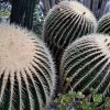 echinocactus grusonii (1)