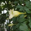 Solandra (7).JPG