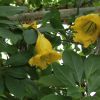 Solandra (8).JPG