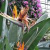strelicie (3)