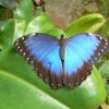 Morpho peleides P1050210