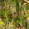 Vystava Orchideje sesti_svetadilu_Fata Morgana_5