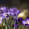 crocus_schwertliliengewaechs_spring_crocus