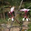 Pelargonium tetragonum 3.JPG