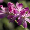 pelargonium_MG_7073