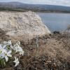 14. drobný narcis (Narcissus obsoletus) v listopadu na pobřeží p