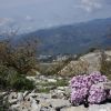 17 . Huseník nachový (Arabis purpurea) často osídluje skalní výc
