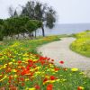 Díky bohaté vegetaci nabízí jarní Kypr nabízí na většině ostrova