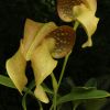 Bulbophyllum grandiflorum