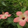 Hibiscus cooperii