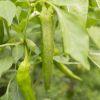 Capsicum annum Vezena Piperka_paprika roční.JPG
