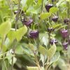 Capsicum annuum Purple Ufo_paprika roční.JPG