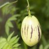 Solanum muricatum lilek_pepino Maxim.JPG