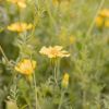 Tagetes erecta_ aksamitník vzpřímený.JPG