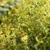 Tagetes lucida_aksamitník lesklý.JPG