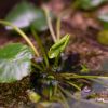 Nymphaea thermarum_rostlina FM 3