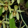 Coelogyne tomentosa 3