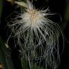 Bulbophyllum medusae 4.JPG