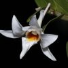 Dendrobium draconis.JPG