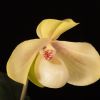 Paphiopedilum hangianum