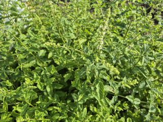Mentha spicata